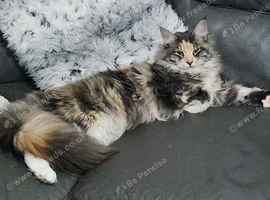 Stunning mainecoon babys