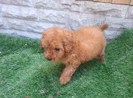 Toy cavapoo fully  health checked