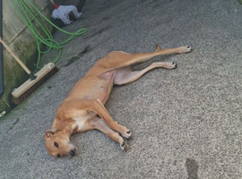 Ruby needs a new home asap