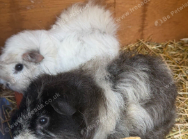 Female guinea pig pair