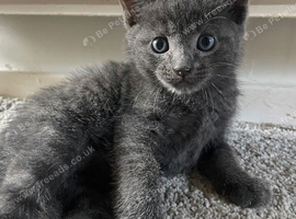 4 beautiful kittens available