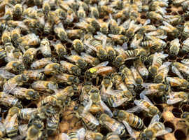 6 Frame Overwintered National Nuc of Bees Available Spring 2027