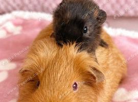 Baby boy guinea pigs!!