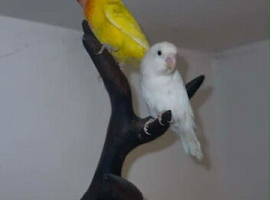 Pair of love birds