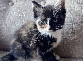 2 kittens available