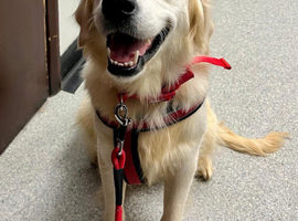 Guardianship Home Wanted for Beautiful Golden Retriever Female