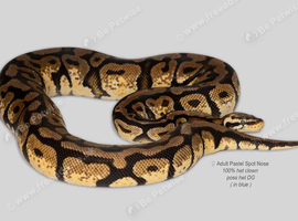 Adult Female Pastel Spot Nose het Clown