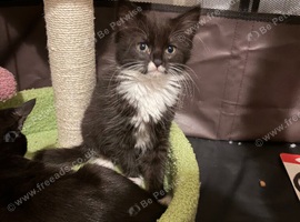 Sweet Black Kittens Need Forever Homes! We have adorable eight-week-old black kittens, two girls and one boy, ready to bring joy and cuddles to their
