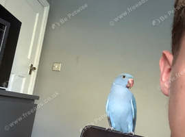 Indian Ringneck