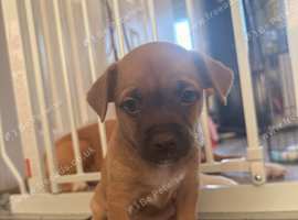 Staffy/ Jack Russell Puppies