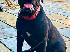 Cane corso bitch