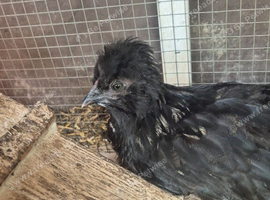 Polskie chick (polish cross silkie)