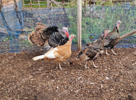 Group of heritage turkeys