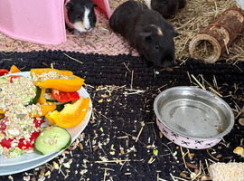 4 female guinea pigs