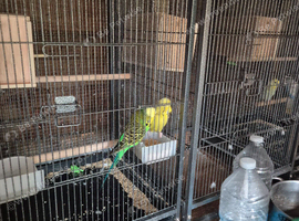 pair of green show budgies