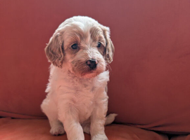 Toy Cavapoo Puppies Ready 13th July