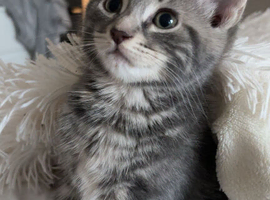 4 month grey kitten