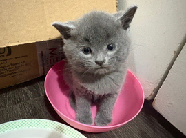 Kittens for sale