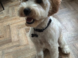 Marley- 10 month old cockapoo