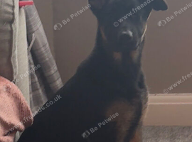 Female 4 month old.