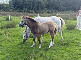 Registered Welsh A dun colt