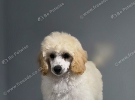 Show quality KC REGISTERED TOY POODLES