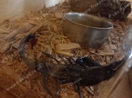 scorpion