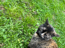 Kittens