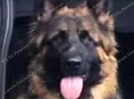 GERMAN SHEPHERD STUD WANTED