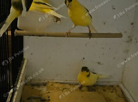 Mixed Canaries