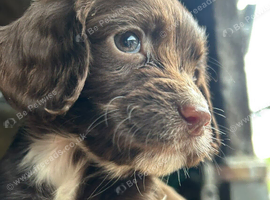 SPROCKERS PUPPIES
