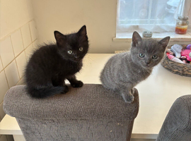 Kittens ready to go