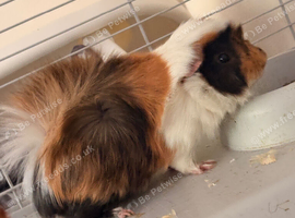 3 male guinea pigs