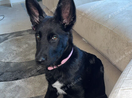 Giberian shepky