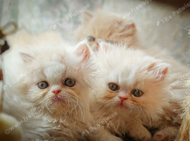 Beautiful kittens