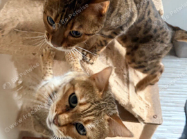 Bengal Pair needing a loving home