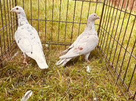 Colour racing pigeons