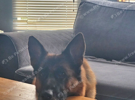 Female german shepherd