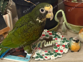 Pionus white capped