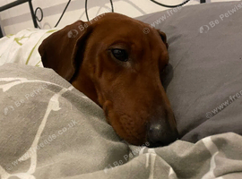 Sausage dog for rehoming