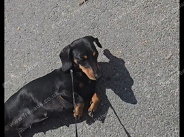 Miniature dachshund