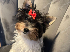 Last beautiful girl tiny and fluffy teacup
