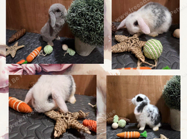 Super friendly and tame Mini lop babies