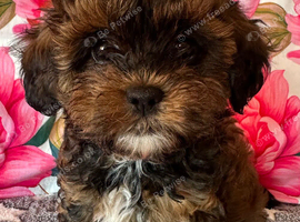 Shipoo puppies ready now