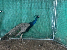 2-Year-Old Male Peacock  - Beautiful