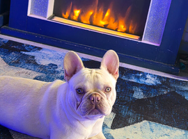French bulldog male