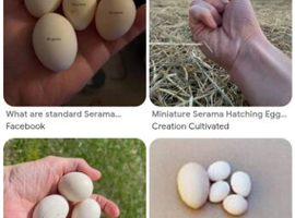 Hatching eggs wanted
