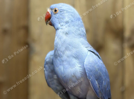 Blue ringneck parrots