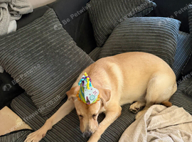 Yellow Labrador retriever