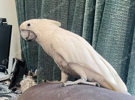 Umbrella Cockatoo 2years Male